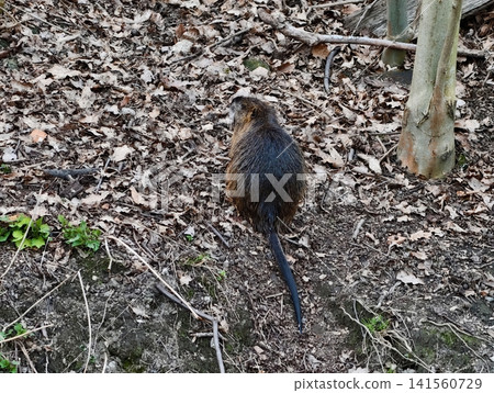 Coypu navigating forested incline carefully. Solitary coypu cautiously ascending leafy wooded slope Coypu navigating forested incline carefully. Solitary coypu cautiously ascending leafy wooded slope 141560729
