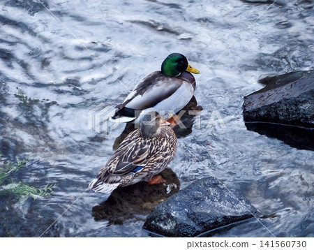 Male and female ducks beside mossy stream. Iridized male and mottled female ducks in morning light Male and female ducks beside mossy stream. Iridized male and mottled female ducks in morning light 141560730