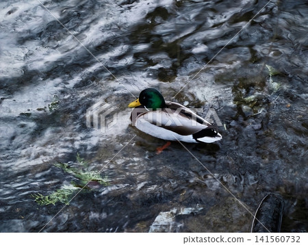 Pacific mallard gliding in tranquil water. Male mallard drifts through calm reflective creek environment Pacific mallard gliding in tranquil water. Male mallard drifts through calm reflective creek environment 141560732