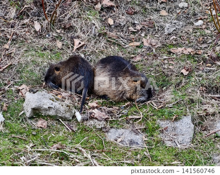 Loveable creatures nestled among leaves. Cuddling coypus resting with intertwined tails on soft earth 141560746