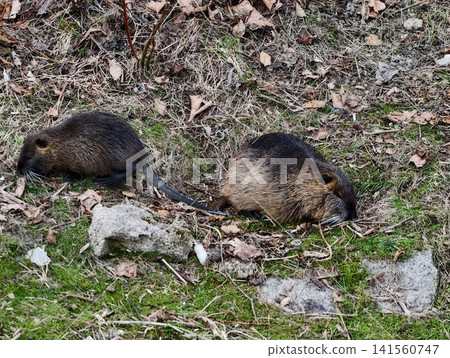 Grazing coypus among fallen autumn leaves. Two coypus forage quietly among scattered twigs and damp earth Grazing coypus among fallen autumn leaves. Two coypus forage quietly among scattered twigs and damp earth 141560747