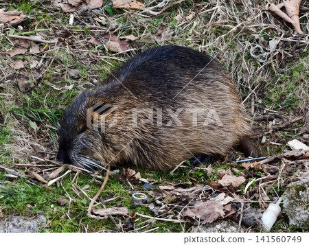 Nutria carefully chews reeds near riverbank. Nutria gnaws on reed stems with keen attention to details Nutria carefully chews reeds near riverbank. Nutria gnaws on reed stems with keen attention to details 141560749