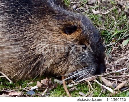 Study of animal facial features. Detailed view of rodent facial anatomy including whiskers and fur Study of animal facial features. Detailed view of rodent facial anatomy including whiskers and fur 141560750