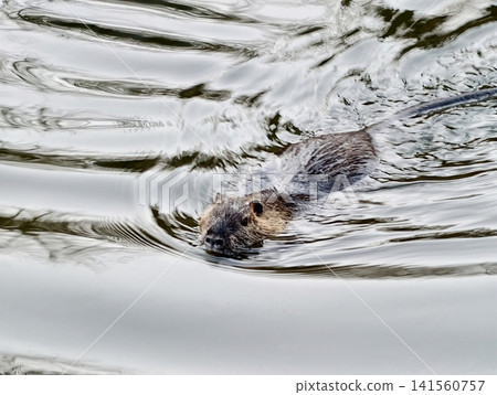 Nutria moves carefully on calm water surface. Vigilant nutria explores tranquil pond environment carefully Nutria moves carefully on calm water surface. Vigilant nutria explores tranquil pond environment carefully 141560757