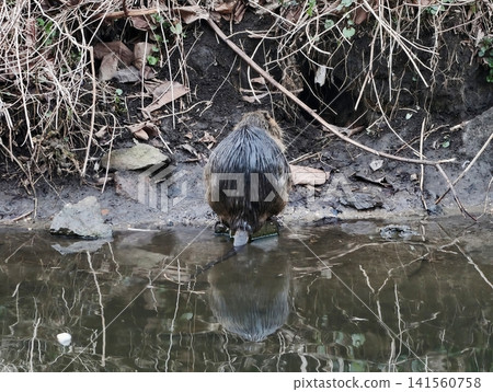 Nutria licks water with ripples present. Nutria quenches thirst at stream bank with rippling water Nutria licks water with ripples present. Nutria quenches thirst at stream bank with rippling water 141560758