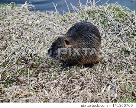 Rabbitsized creature stands carefully by water. Beaverlike mammal halts with ears high and vigilant stance Rabbitsized creature stands carefully by water. Beaverlike mammal halts with ears high and vigilant stance 141560760