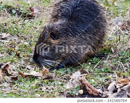 This semiaquatic rodent consumes fallen leaves and grass during seasonal foraging activities This semiaquatic rodent consumes fallen leaves and grass during seasonal foraging activities 141560764