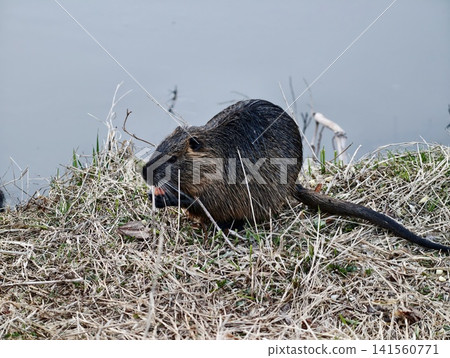 Nutria munching on reed by water. Rodent feeding on water plants beside tranquil water scene in daylight Nutria munching on reed by water. Rodent feeding on water plants beside tranquil water scene in daylight 141560771