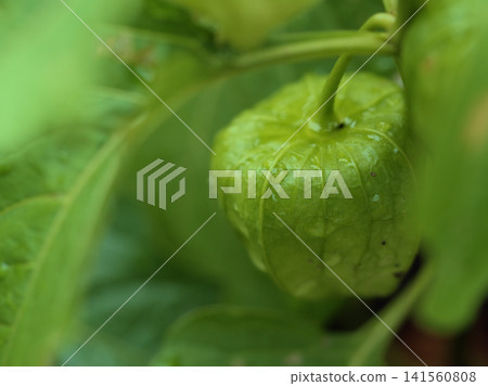 The fruits of the Chinese lantern plant (Physalis alkekengi) began to ripen in the scorching heat of July. The fruits of the Chinese lantern plant (Physalis alkekengi) began to ripen in the scorching heat of July. 141560808