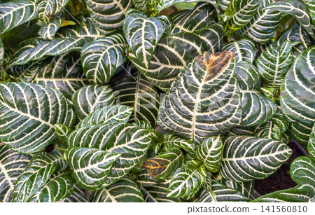 Aphelandra squarrosa plant with green leaves and white veins close up Aphelandra squarrosa plant with green leaves and white veins close up 141560810