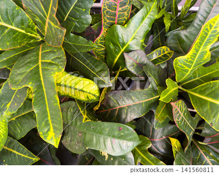 Variegated Codiaeum leaves with distinct colors and patterns in close view Variegated Codiaeum leaves with distinct colors and patterns in close view 141560811