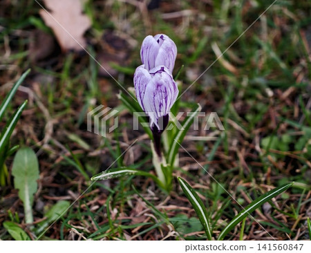 Solitary violet flower on moss. Quiet crocus bloom emerges from bed of mossy grass in soft light Solitary violet flower on moss. Quiet crocus bloom emerges from bed of mossy grass in soft light 141560847