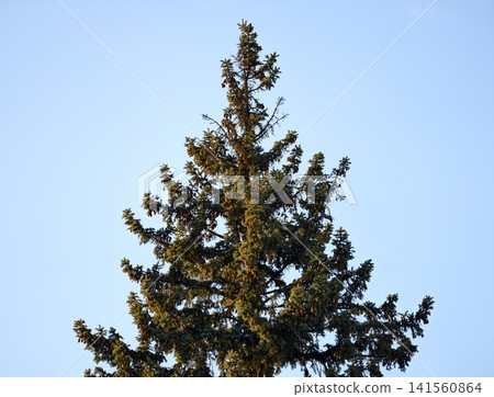 Evergreen spruce reaching toward sky. Tall spruces with vibrant green needles against clear blue background 141560864