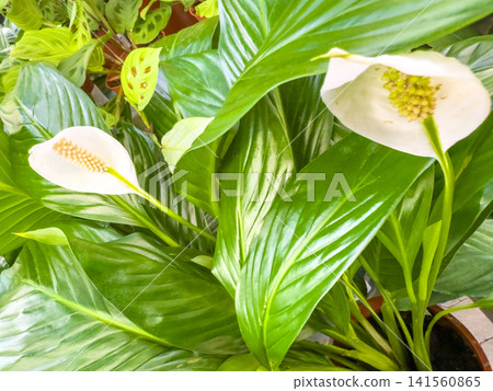 Spathiphyllum plant with white flowers and lush green leaves in pot 141560865