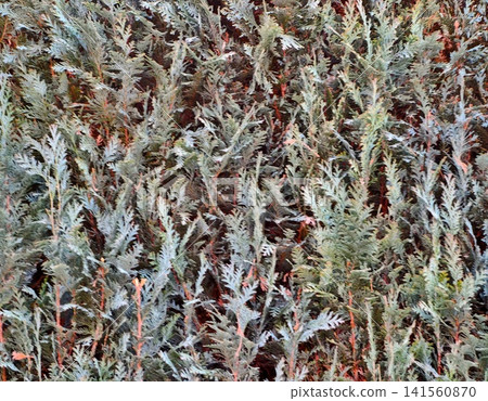 Earthy hues shield fragile roots. Resilient groundcover of lichens and dried grass protects against erosion 141560870