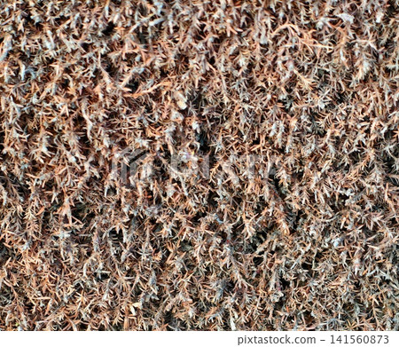 Close perspective of ground covered with shredded bark mulch highlighting tactile and granular features Close perspective of ground covered with shredded bark mulch highlighting tactile and granular features 141560873
