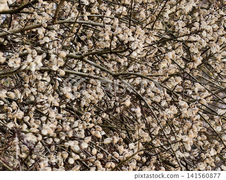 Flowering branches shine. Tender scene of white flowers and slender branches captured in warm sunlight Flowering branches shine. Tender scene of white flowers and slender branches captured in warm sunlight 141560877