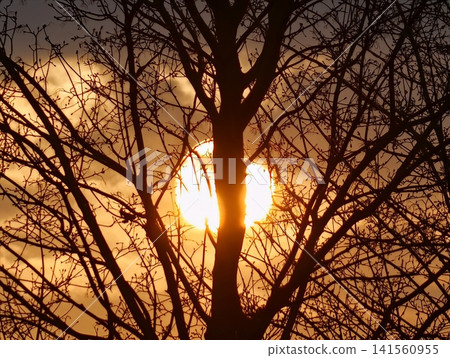 Calm and tranquil winter evening with soft backlight illuminating silhouetted trees and distant haze Calm and tranquil winter evening with soft backlight illuminating silhouetted trees and distant haze 141560955