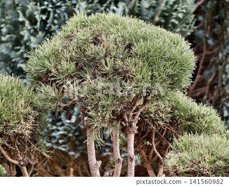 Picturesque outdoor environment featuring neatly shaped small pine trees with colorful leaves 141560982