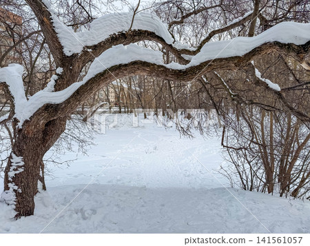 Snow-covered tree branches arch over a snowy landscape in a winter park, with footprints visible in the fresh snow Snow-covered tree branches arch over a snowy landscape in a winter park, with footprints visible in the fresh snow 141561057