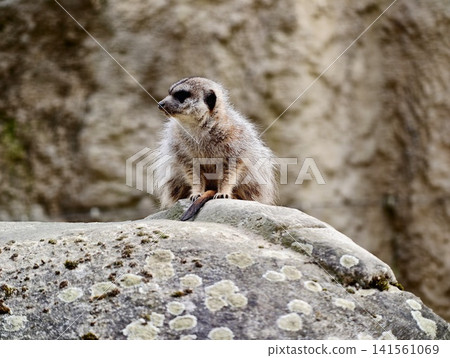Vigilant meerkat stands atop sunlit stone. Meerkat perched on rock observing sprawling sunlit desert Vigilant meerkat stands atop sunlit stone. Meerkat perched on rock observing sprawling sunlit desert 141561069