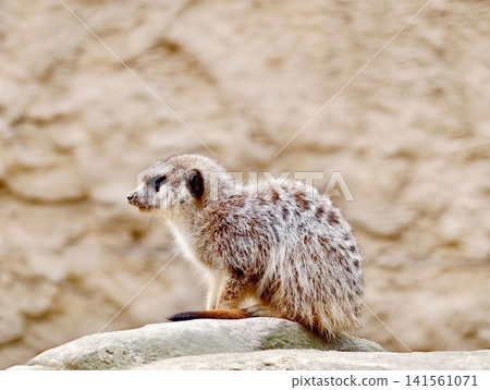 Perched meerkat examines surroundings attentively. Meerkat with keen gaze surveys nearby rocky landscape 141561071