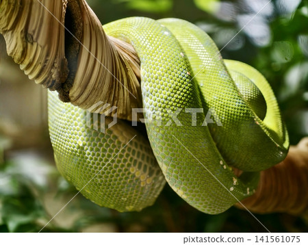 Coiled snake hides among greenery. Stealthy serpent wrapped around mossy vine in lush forest Coiled snake hides among greenery. Stealthy serpent wrapped around mossy vine in lush forest 141561075