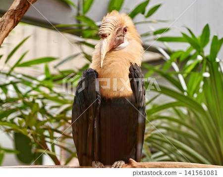 Tranquil scene of solitary vulture among leafy surroundings under gentle indoor illumination 141561081