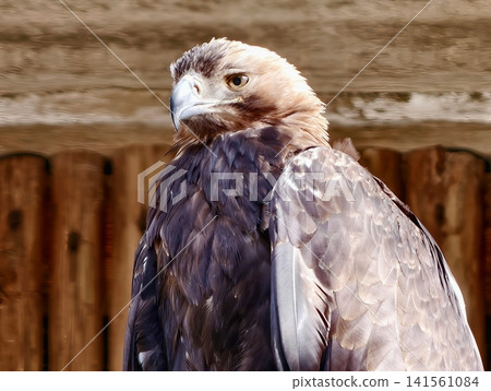 Vigilant golden eagle exhibits calmness while perched against weathered wooden fence in sunlight Vigilant golden eagle exhibits calmness while perched against weathered wooden fence in sunlight 141561084
