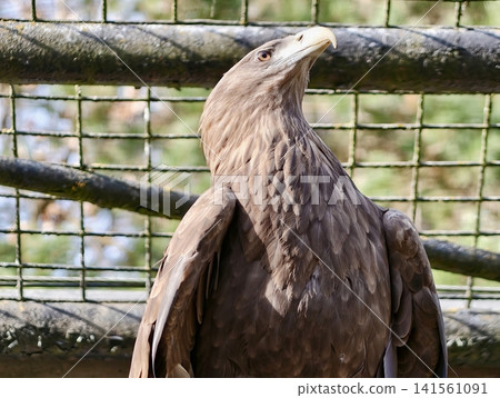 Eagle observes surroundings. Vigilant brown eagle sitting within enclosure showing intricate feather patterns Eagle observes surroundings. Vigilant brown eagle sitting within enclosure showing intricate feather patterns 141561091