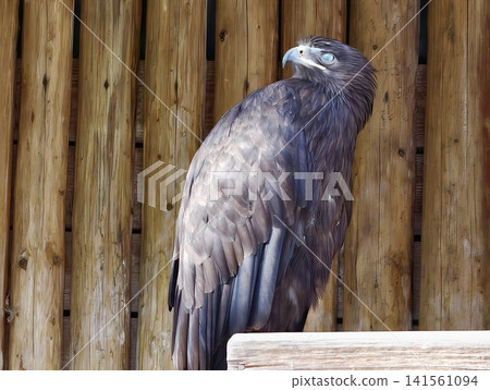 Serene avian figure resting against bamboo wall highlighting refined feathers and calm atmosphere 141561094