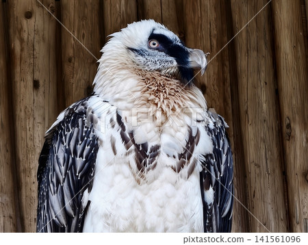Perched vulture displays striking features. Seated vulture exhibits facial markings and textured feathers Perched vulture displays striking features. Seated vulture exhibits facial markings and textured feathers 141561096