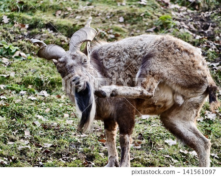 Goat feeding scene. Serene alpine farm setting showcasing maternal care and tranquil rural life Goat feeding scene. Serene alpine farm setting showcasing maternal care and tranquil rural life 141561097