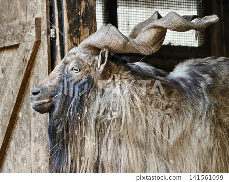 Farm goat portrait. Detailed view of resilient farm goat with prominent spiral horns and aged backdrop Farm goat portrait. Detailed view of resilient farm goat with prominent spiral horns and aged backdrop 141561099