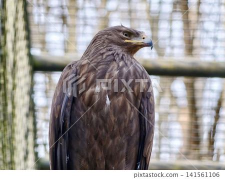 Brown eagle resting within enclosure. Calm brown eagle perched in its rehabilitation enclosure awaiting care Brown eagle resting within enclosure. Calm brown eagle perched in its rehabilitation enclosure awaiting care 141561106