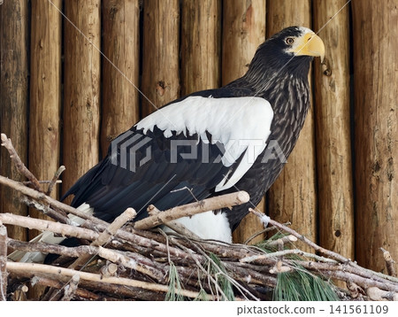 Spectacular marine bird standing proudly with colorful feathers and formidable sharp claws for learning Spectacular marine bird standing proudly with colorful feathers and formidable sharp claws for learning 141561109