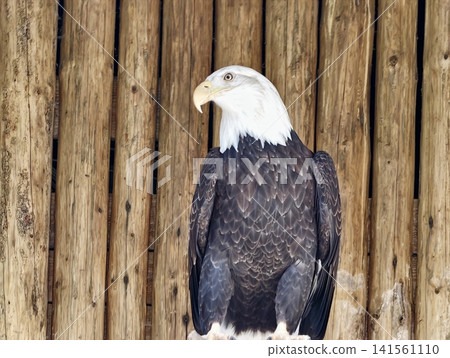 Bird Sitting on Wooden Barrier. Calm eagle with white crown surveying landscape from rustic wooden fence Bird Sitting on Wooden Barrier. Calm eagle with white crown surveying landscape from rustic wooden fence 141561110