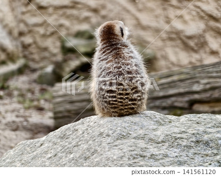Curious meerkat surveys sky. Gazing meerkat atop stone displays curiosity and exploration spirit Curious meerkat surveys sky. Gazing meerkat atop stone displays curiosity and exploration spirit 141561120