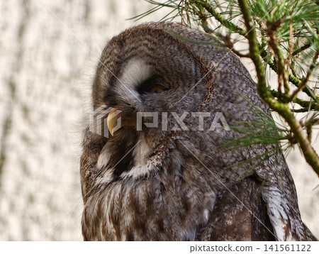 Silent owl resting. Tranquil great grey owl with closed eyes on pine branch in shaded garden Silent owl resting. Tranquil great grey owl with closed eyes on pine branch in shaded garden 141561122