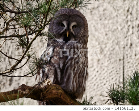 Owl staring directly. Gadfly owl stands alert with intense eye contact against textured environment Owl staring directly. Gadfly owl stands alert with intense eye contact against textured environment 141561123