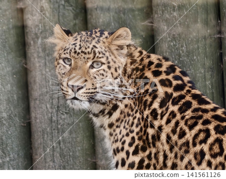 Leopard watches outdoors. Feline surveys its surroundings attentively. Large cat fixates on nearby passersby Leopard watches outdoors. Feline surveys its surroundings attentively. Large cat fixates on nearby passersby 141561126