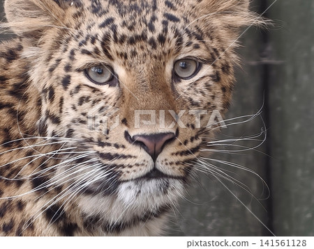 Elegant cat portrait. Luxurious leopard depiction highlighting expressive eyes and intricate markings Elegant cat portrait. Luxurious leopard depiction highlighting expressive eyes and intricate markings 141561128