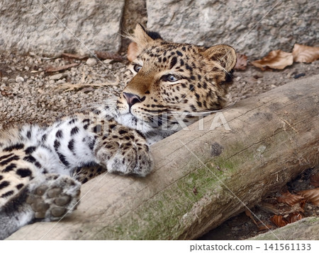 Wild feline gazes from log. Leopard appears semiconscious on fallen timber with attentive ears Wild feline gazes from log. Leopard appears semiconscious on fallen timber with attentive ears 141561133