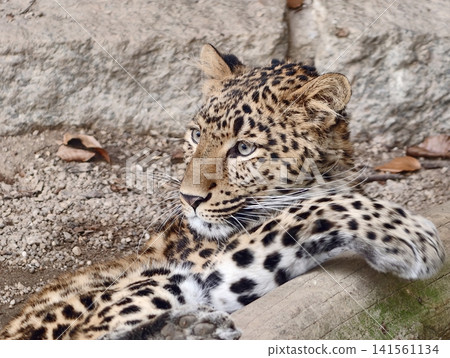 Calm feline lies among stones. Peaceful leopard displayed among stones and fallen branches in nature Calm feline lies among stones. Peaceful leopard displayed among stones and fallen branches in nature 141561134