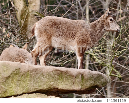 Vivid scene of juvenile mountain goat attentively observing from stone ledge in winter landscape Vivid scene of juvenile mountain goat attentively observing from stone ledge in winter landscape 141561139