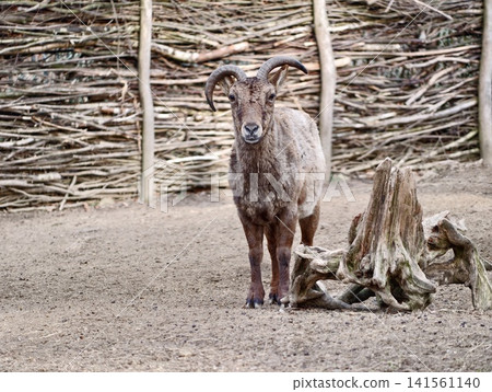 Rustic enclosure with vigilant mouflon. Mouflon with curved horns stands calmly in natural habitat setting Rustic enclosure with vigilant mouflon. Mouflon with curved horns stands calmly in natural habitat setting 141561140