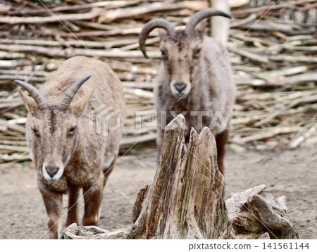 Rugged horned goats in field. Profile view of rugged goats with curved horns grazing in rustic enclosure Rugged horned goats in field. Profile view of rugged goats with curved horns grazing in rustic enclosure 141561144