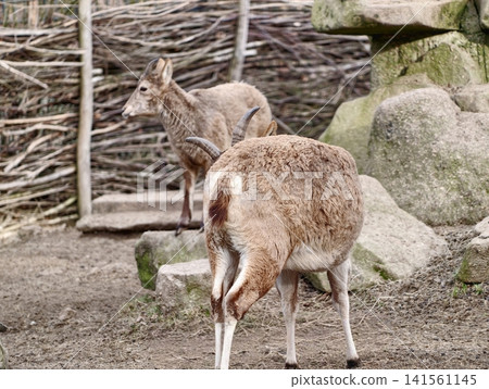Wild deer resting within wooden fencing scene. Forest habitat scene featuring calm deer at browse 141561145