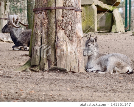 Calm goats lounging beside weathered trunk. Two goats relax calmly beside sandy ground and old wood Calm goats lounging beside weathered trunk. Two goats relax calmly beside sandy ground and old wood 141561147