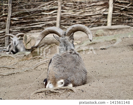 Calm ram resting in enclosure. Relaxed horned ewe lying on sand amidst tranquil park surroundings Calm ram resting in enclosure. Relaxed horned ewe lying on sand amidst tranquil park surroundings 141561148
